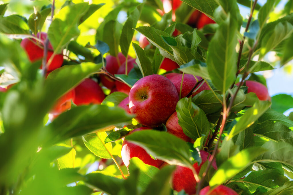 Manzanas jabón potásico