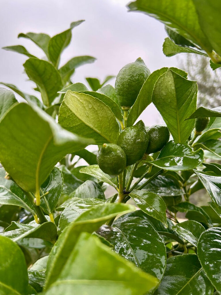 Limones rociados con Jabón potásico